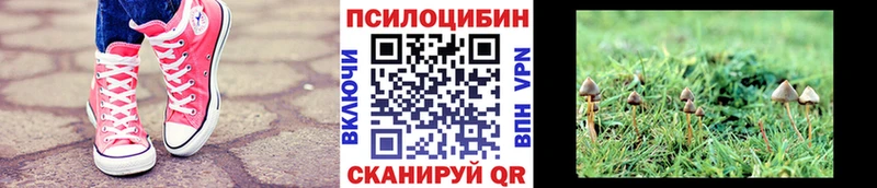 KRAKEN ONION  Кохма  Псилоцибиновые грибы Psilocybine cubensis 